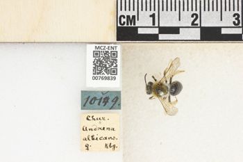 Media type: image;   Entomology 769839 Aspect: Labels